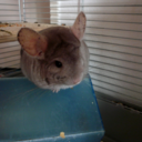 3leggedchinchilla avatar