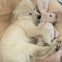 5oftpuppydoll avatar