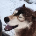 7-ferrets-in-a-coat avatar