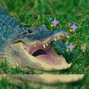 actualalligator avatar