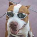 adogwithabackpackandshades avatar