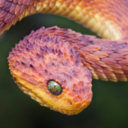 adorablesnakes avatar