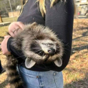 aferalracoon avatar