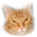 agilecat avatar