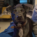 agirlwithtwodogs avatar