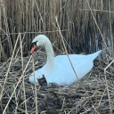 allthestoriescantbelies avatar