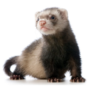 alphaferret avatar