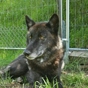 amaroq-swiss-wildfang-wolfdogs avatar