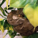 amazontreeboa avatar