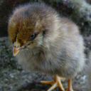 ameraucana avatar