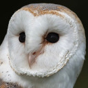 amyowl470 avatar