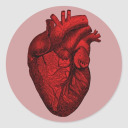 anatomyofheartbreak avatar