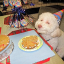 animalshavingbirthdays-blog-blog avatar