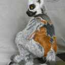 atticuslemur avatar