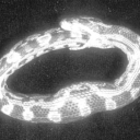 autopsiedsage avatar