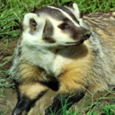 badgersbebadgin avatar