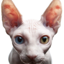 baldkitten-blog-blog avatar