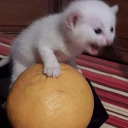 barbecuedbabyquinn avatar