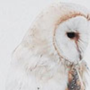 barnowlsandbirch-blog avatar