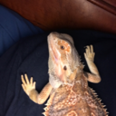 beardies-are-best avatar