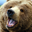 bearsdaily avatar