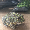 belchthefrog avatar