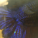 betta-tails avatar