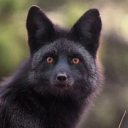 blackfox4 avatar