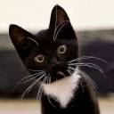 blackwhisper avatar