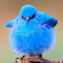 blueberry-bluebird avatar