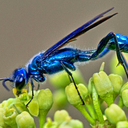 bluewasp335 avatar