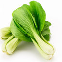 bok-choy-juice avatar