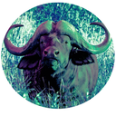 buffalooflies avatar