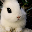 bunny-honny avatar