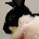 bunnybookah avatar