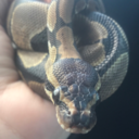 caesarthesnek avatar