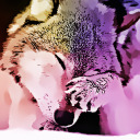 callistawolf avatar