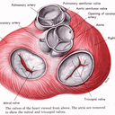 cardiology-art avatar