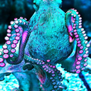 carnationoctopus avatar