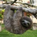 casualsloths avatar