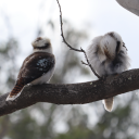 catkin-morgs-kookaburralover avatar