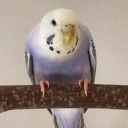 cherrybudgie avatar