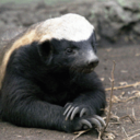 chiefimperialbadger avatar