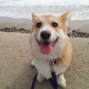 chucklesthecorgi-blog avatar