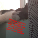 communisthousecat avatar