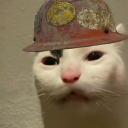 construction-cat avatar