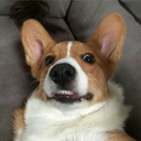 corgi-whisperer-blog avatar