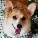 corgigarden avatar