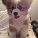 corgination avatar