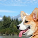 corgiofthenorth avatar